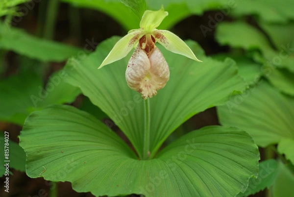 Obraz クマガイソウ一輪