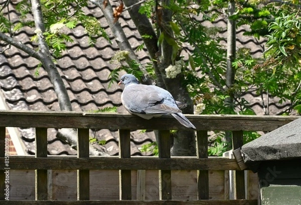 Obraz pigeon on a fence