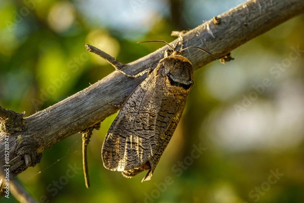 Fototapeta Large goat moth sitting on a branch in sunlight