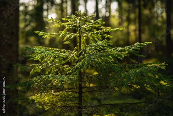 Fototapeta Close up of a small fir tree growing in an old elvish forest