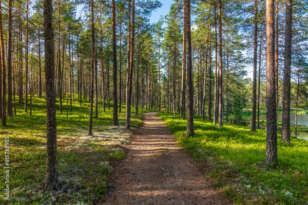 Fototapeta Walk path in a beautiful pine forest in a summer Sweden