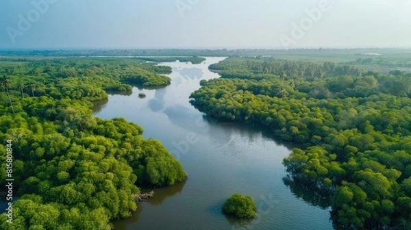 Fototapeta Gambia Mangroves. Aerial view of mangrove forest in Gambia. Photo made by drone from above. Africa Natural Landscape