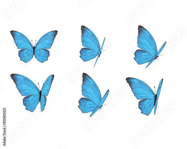 Fototapeta set of butterflies isolated blue morpho tawny monarch butterflies