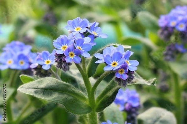 Obraz Forget-me-not