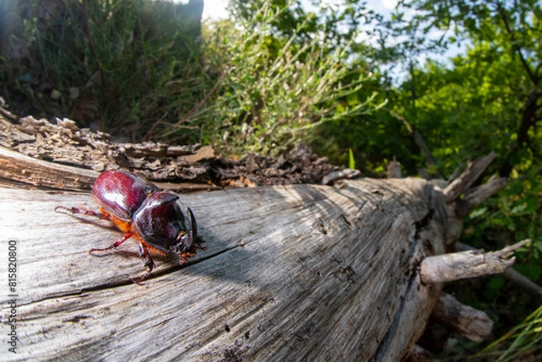 Obraz Scarabeo rinoceronte