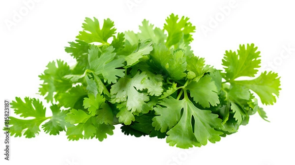 Obraz fresh coriander leaves isolated on transparent background