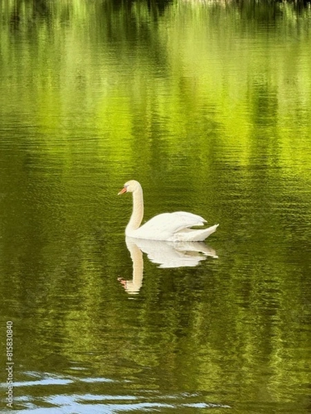 Obraz swan on the lake