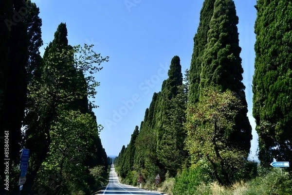 Obraz Il viale dei Cipressi che dall'Oratorio di San guido (sulla via Aurelia) conduce a Bolgheri  ombreggiato da entrami i lati una fila fittissima di cipressi 