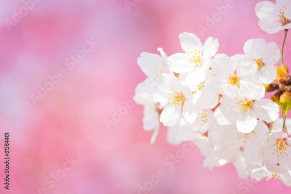 Fototapeta さくら （ソメイヨシノ）　ピンクの桜背景に