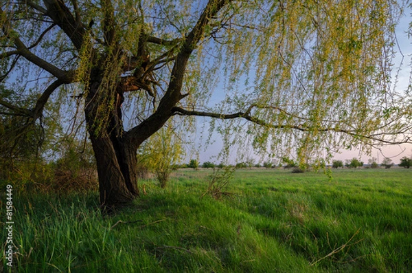 Fototapeta Summer landscape - old willow tree on the meadow at dusk
