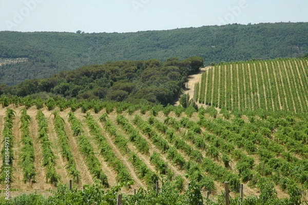 Obraz Vigneto fuori dal castello di Artimino  frazione di Prato.