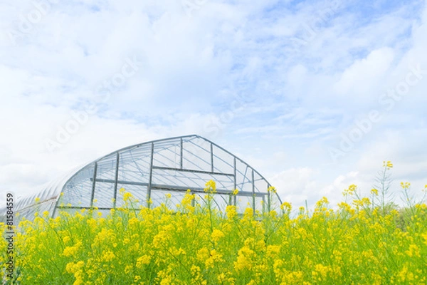 Fototapeta 菜の花とビニールハウス