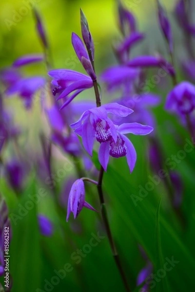 Fototapeta シラン（紫蘭）の花　紫色