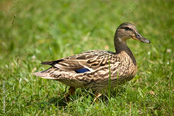Fototapeta Duck on grass