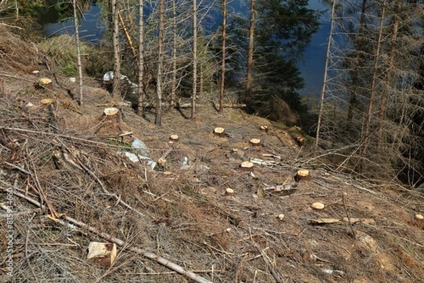 Obraz Deforestation in Norway