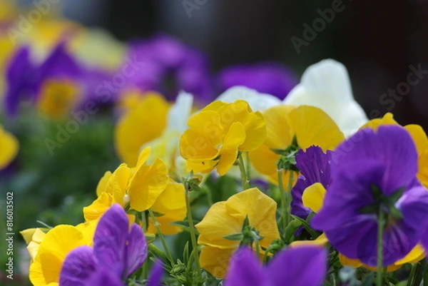 Fototapeta 美しい花々