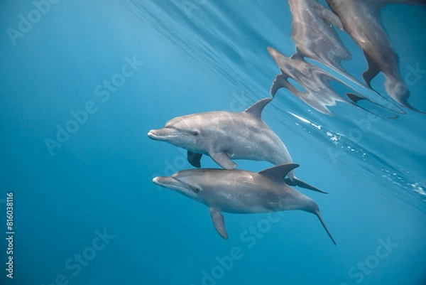 Fototapeta Common bottlenose dolphin tursiops truncatus underwater