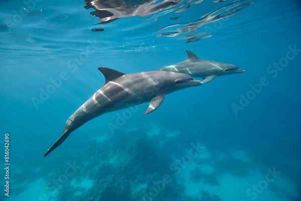 Obraz Common bottlenose dolphin tursiops truncatus underwater