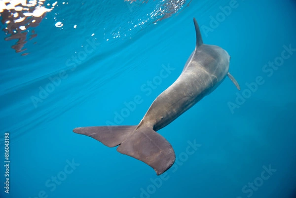Fototapeta Common bottlenose dolphin tursiops truncatus underwater