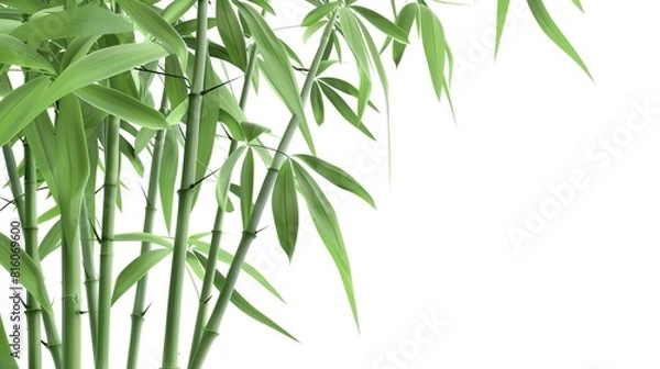 Fototapeta Green Bamboo with Leaves Isolated on White Background