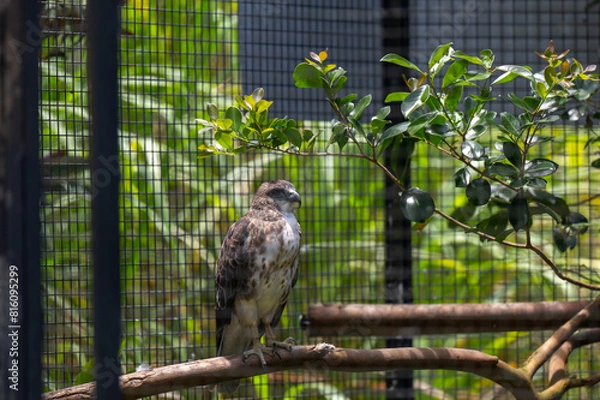 Obraz Hawaiian Hawk - captivity