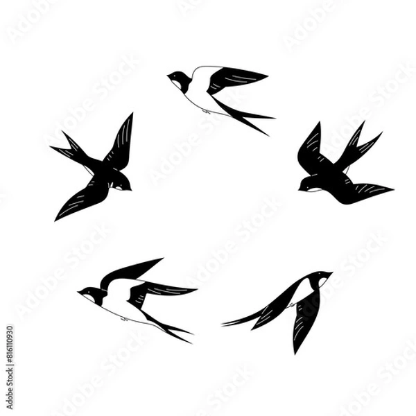 Fototapeta Swallows in flight isolated on a white background.