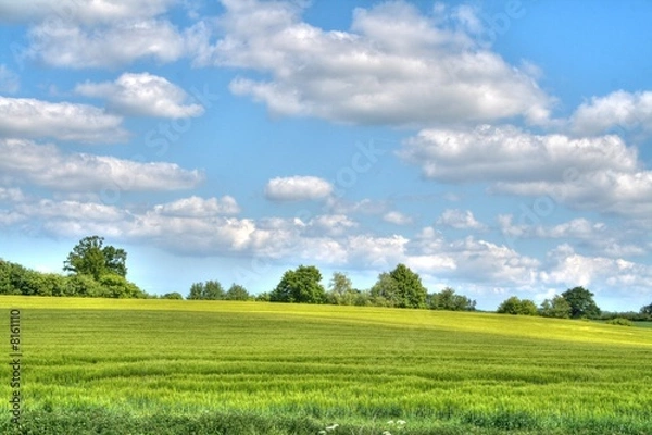 Fototapeta Blick über das Getreidefeld