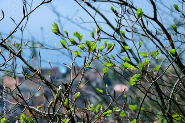 Obraz PFLANZE FRÜHLING
