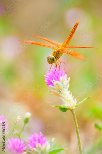 Fototapeta Dragonfly on Globe Amaranth  flowers.