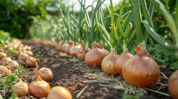 Obraz Cultivating onions in summer season. Growing herbs and vegetables in a homestead. Gardening and lifestyle of self-sufficiency. hyper realistic 