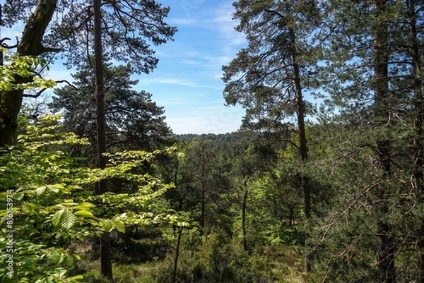 Fototapeta Vue sur les hauteurs de la forêt de Fontainebleau