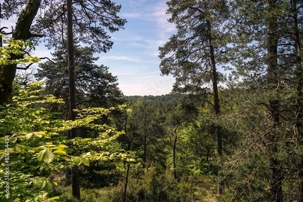 Fototapeta Vue sur les hauteurs de la forêt de Fontainebleau, avec effet de lumière chaude