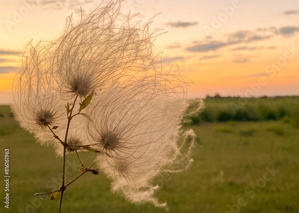 Obraz dandelion in the field