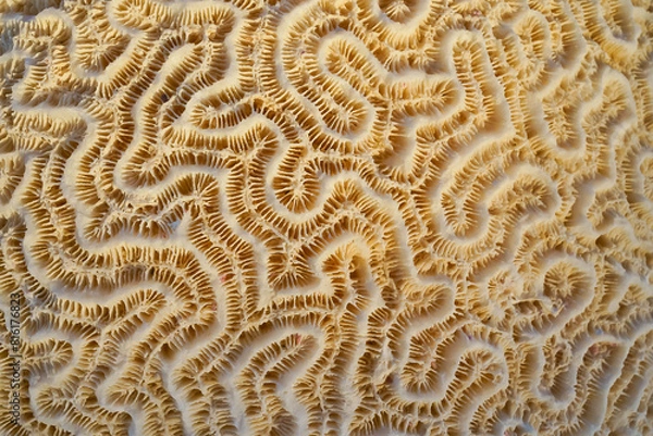 Fototapeta Macro structure of patterns of fossilized coral Aruba