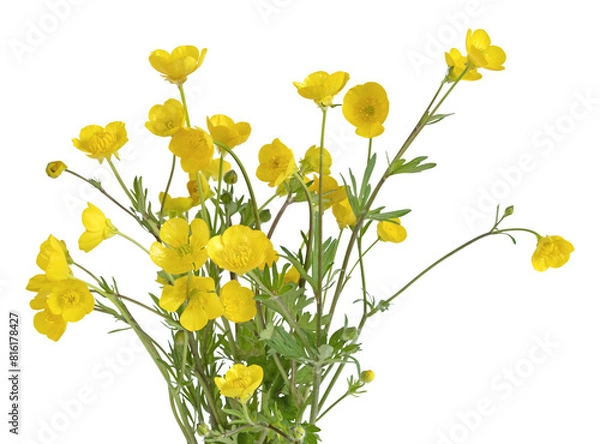 Obraz Fleurs de boutons d'or	