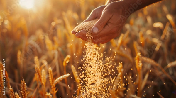 Fototapeta A farmer's hands pouring grain from one container to another, with the background showing an open field of crops under bright sunlight