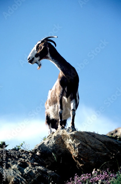 Fototapeta Goat staring