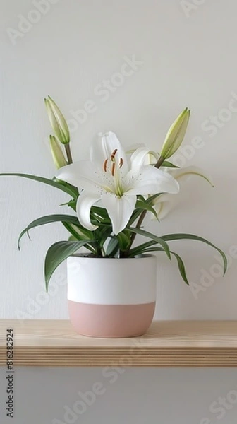 Fototapeta Lily background with copy space.