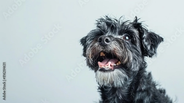 Obraz happy dog, captured mid-smile, against a clean white backdrop, showcasing its joyful and carefree spirit.