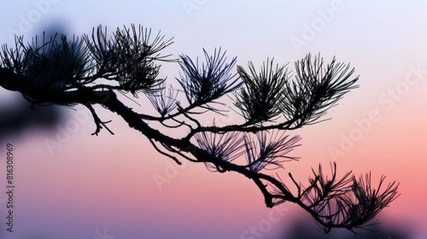 Fototapeta the beautiful pine silhouette created by the sunset : Generative AI