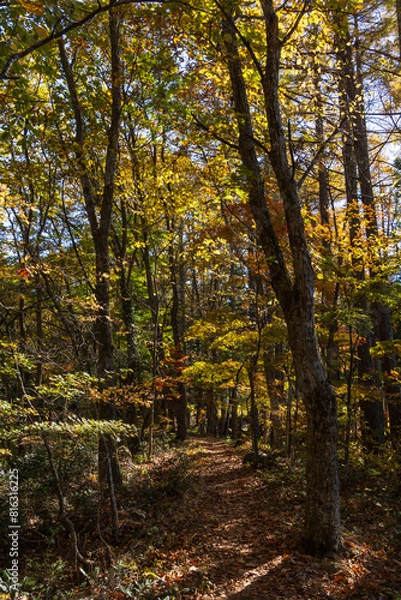Fototapeta 日本の風景　長野県白馬村　紅葉の木流川散策路