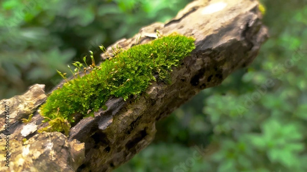 Obraz moss on tree trunk in the forest