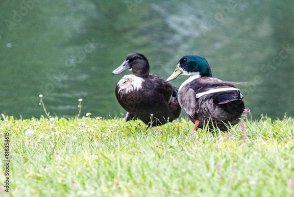 Obraz Ducks at the Pond