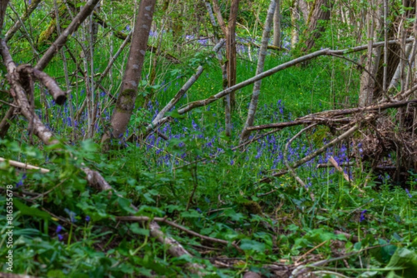 Obraz blue flowers in the forest