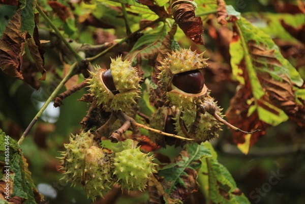 Fototapeta Chestnuts on a tree