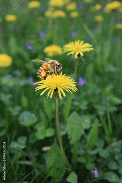 Obraz No Mow May - Dandelion flowers on a lawn in spring, feeding pollinators.