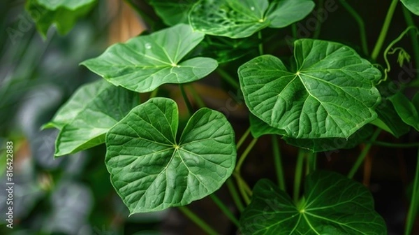 Fototapeta Big triangular green leaves