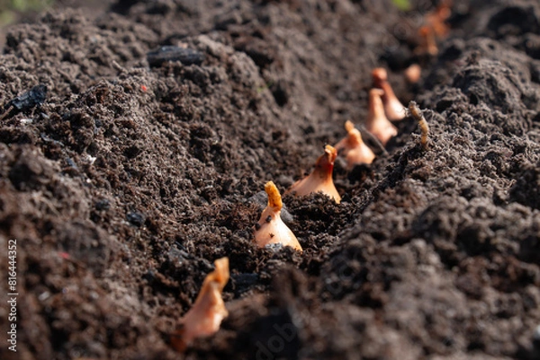 Fototapeta Planting onions of onions in the ground. The process of sowing onion seeds in open ground, soil