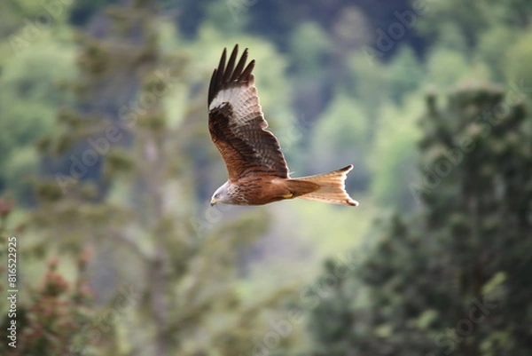 Obraz Red Kite from the side flying by 