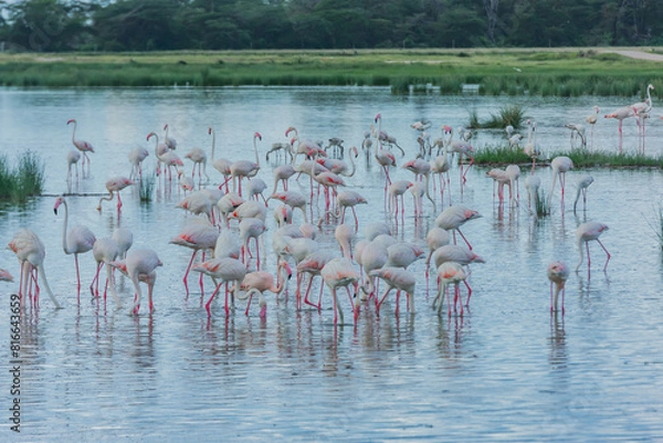 Fototapeta A group of Flamingos in the Lake at Amboseli National Park